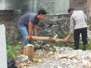 Hujan deras disertai angin kencang disertai angin kencang kerap kali menyebabkan pohon roboh dan menerpa rumah serta menggangu jalan.