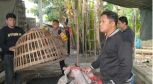 Polsek Krian Grebek Perjudian Sabung Ayam di Sedengan Mijen Krian