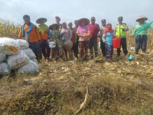 Dorong Produksi Pangan, Pak Bhabin Bantu Petani Bojonegoro Panen Jagung