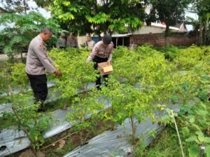 Gelorakan Swasembada Pangan Polisi Tanam Cabe di Lahan Polsek Semen Kediri