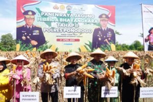 Petani di Ponorogo Puas dengan Jagung Hibrida Bhayangkara, Panen Melimpah dan Tahan Penyakit