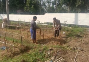 Gelorakan Swasembada Pangan Polisi Tanam Cabe di Lahan Polsek Tamankrocok Bondowoso