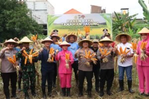 Polres Pelabuhan Tanjungperak bersama Poktan Panen Raya Jagung Tahap 7, Perkuat Ketahanan Pangan Nasional