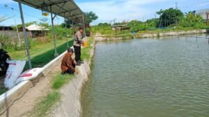 Bhabinkamtibmas Tropodo Krian Gandeng Warga Kembangkan Budidaya Ikan Nila untuk Dukung Ketahanan Pangan