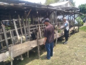 Bhabinkamtibmas Polsek Krian Dampingi Warga Sidorejo Kembangkan Peternakan Kambing Dukung Ketahanan Pangan