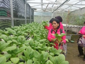 Bhayangkari Ranting Polsek Krian Dukung Program P2L dengan Panen Bokcay di Ponokawan Krian