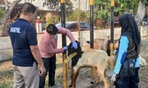 Polres Madiun Kota Datangkan Dokter Hewan Pastikan Kesehatan Hewan Kurban