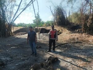 Api Lahap 65 Lahan Bambu di Desa Tempel, Polsek Krian Bergerak Cepat