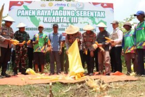 Mendukung Progam Ketahanan Pangan, Kapolres Mojokerto kota menggandeng Poktan adakan Panen Jagung Kuartal III