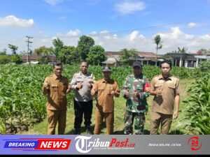 Sinergi 3 Pilar Desa Pagung Laksanakan Pengecekan Tanaman Jagung Dukung Ketahanan Pangan