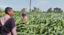 Menyemai Harapan di Ladang Blimbing: Langkah Polsek Tarokan Kawal Swasembada Pangan