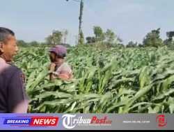 Menyemai Harapan di Ladang Blimbing: Langkah Polsek Tarokan Kawal Swasembada Pangan