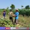 Mengawal Pangan dari Desa, Bhabinkamtibmas Puhrubuh Dampingi Petani Saat Panen Jagung