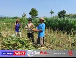 Mengawal Pangan dari Desa, Bhabinkamtibmas Puhrubuh Dampingi Petani Saat Panen Jagung