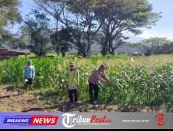 Bhabinkamtibmas Polsek Mojoroto Perkuat Ketahanan Pangan, Edukasi Petani Jagung di Kelurahan Gayam