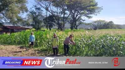 Bhabinkamtibmas Polsek Mojoroto Perkuat Ketahanan Pangan, Edukasi Petani Jagung di Kelurahan Gayam