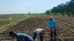 Bhabinkamtibmas Dermo Dampingi Petani Jagung, Perkuat Ketahanan Pangan dan Jaga Kamtibmas di Wilayah