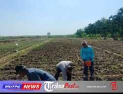 Bhabinkamtibmas Dermo Dampingi Petani Jagung, Perkuat Ketahanan Pangan dan Jaga Kamtibmas di Wilayah