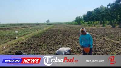 Bhabinkamtibmas Dermo Dampingi Petani Jagung, Perkuat Ketahanan Pangan dan Jaga Kamtibmas di Wilayah