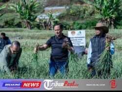 Satgas Pangan Polri Perkuat Swasembada Bawang Putih, Lahan Tanam di Sembalun Capai 534 Hektare