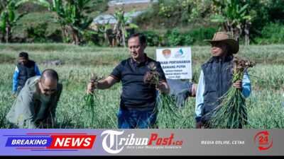 Satgas Pangan Polri Perkuat Swasembada Bawang Putih, Lahan Tanam di Sembalun Capai 534 Hektare