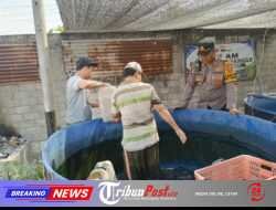 Ketahanan Pangan Dimulai dari Kolam Lele, Ini Langkah Kapolsek Plosoklaten