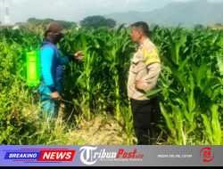 Bhabinkamtibmas Ngampel Edukasi Petani, Dorong Pengendalian Hama Jagung untuk Dukung Ketahanan Pangan