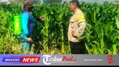 Bhabinkamtibmas Ngampel Edukasi Petani, Dorong Pengendalian Hama Jagung untuk Dukung Ketahanan Pangan