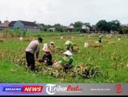 Bhabinkamtibmas Mrican Dampingi Petani Panen Jagung, Dukung Ketahanan Pangan