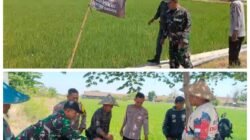 GMBI Gresik Gandeng TNI-Polri Tandur Padi di Benjeng, Wujudkan Ketahanan Pangan