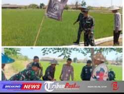 GMBI Gresik Gandeng TNI-Polri Tandur Padi di Benjeng, Wujudkan Ketahanan Pangan