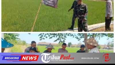 GMBI Gresik Gandeng TNI-Polri Tandur Padi di Benjeng, Wujudkan Ketahanan Pangan
