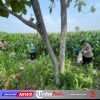 Kapolsek Kunjang Turun ke Lahan, Dampingi Petani Rawat Jagung