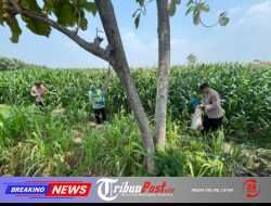 Kapolsek Kunjang Turun ke Lahan, Dampingi Petani Rawat Jagung