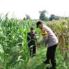 Petani Rembang Hadapi Hama dan Gulma, Bhabinkamtibmas Ikut Turun ke Lahan
