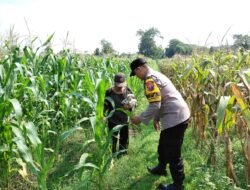 Petani Rembang Hadapi Hama dan Gulma, Bhabinkamtibmas Ikut Turun ke Lahan