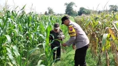 Petani Rembang Hadapi Hama dan Gulma, Bhabinkamtibmas Ikut Turun ke Lahan
