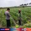 Polres Kediri Dorong Perawatan Jagung Besuk untuk Menjaga Produksi Pangan