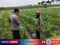 Polres Kediri Dorong Perawatan Jagung Besuk untuk Menjaga Produksi Pangan