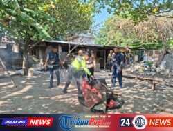 Polsek Waru Bongkar Arena Sabung Ayam di Bungurasih Utara