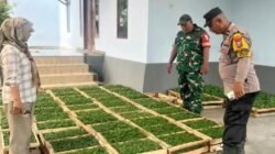 Polsek Gurah Dorong Ketepatan Perawatan Jagung di Desa Tiru Lor