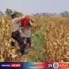 Bahu-Membahu di Ladang Jagung, Jajaran Polresta Malang Kota Bersama Warga Wujudkan Ketahanan Pangan