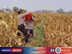 Bahu-Membahu di Ladang Jagung, Jajaran Polresta Malang Kota Bersama Warga Wujudkan Ketahanan Pangan