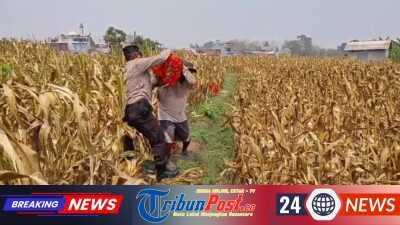 Bahu-Membahu di Ladang Jagung, Jajaran Polresta Malang Kota Bersama Warga Wujudkan Ketahanan Pangan