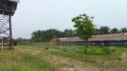 Kandang Ayam di Perbatasan Bengkulu-Seluma Cemari Lingkungan,