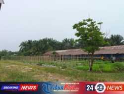 Kandang Ayam di Perbatasan Bengkulu-Seluma Cemari Lingkungan,