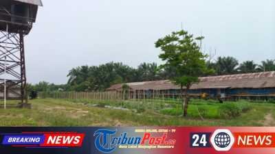 Kandang Ayam di Perbatasan Bengkulu-Seluma Cemari Lingkungan,