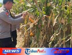 Polsek Gurah Bantu Tangani Pascapanen Jagung BUMDes Sumbercangkring