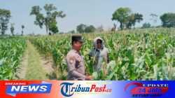 Kenali Hama dan Gulma, Polres Kediri Dampingi Petani Jagung di Pagu