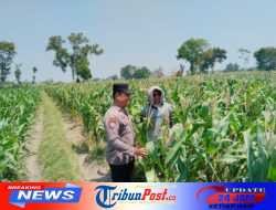Kenali Hama dan Gulma, Polres Kediri Dampingi Petani Jagung di Pagu
